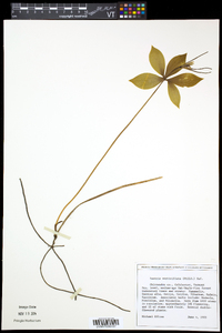 Isotria verticillata image