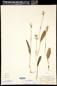 Platanthera clavellata image