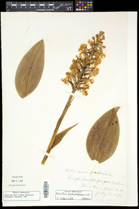 Platanthera grandiflora image