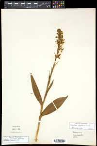 Platanthera psycodes image