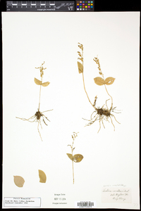 Listera convallarioides image