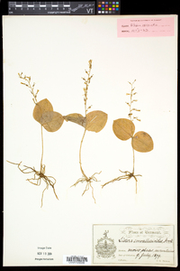 Listera convallarioides image