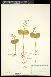 Listera convallarioides image