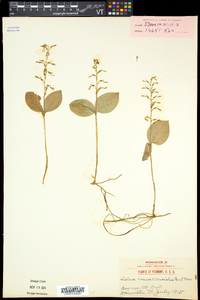 Listera convallarioides image