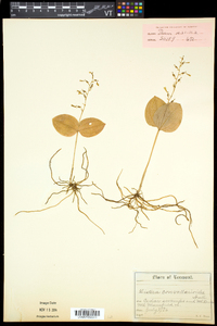 Listera convallarioides image