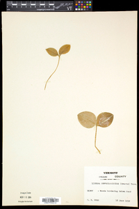 Listera convallarioides image