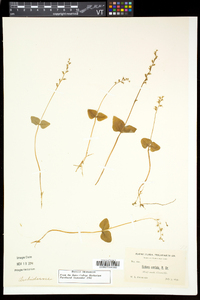 Listera cordata image