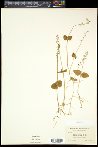 Listera cordata image