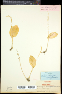 Malaxis monophyllos subsp. brachypoda image