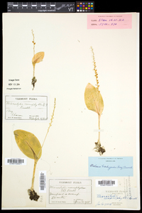 Malaxis monophyllos subsp. brachypoda image