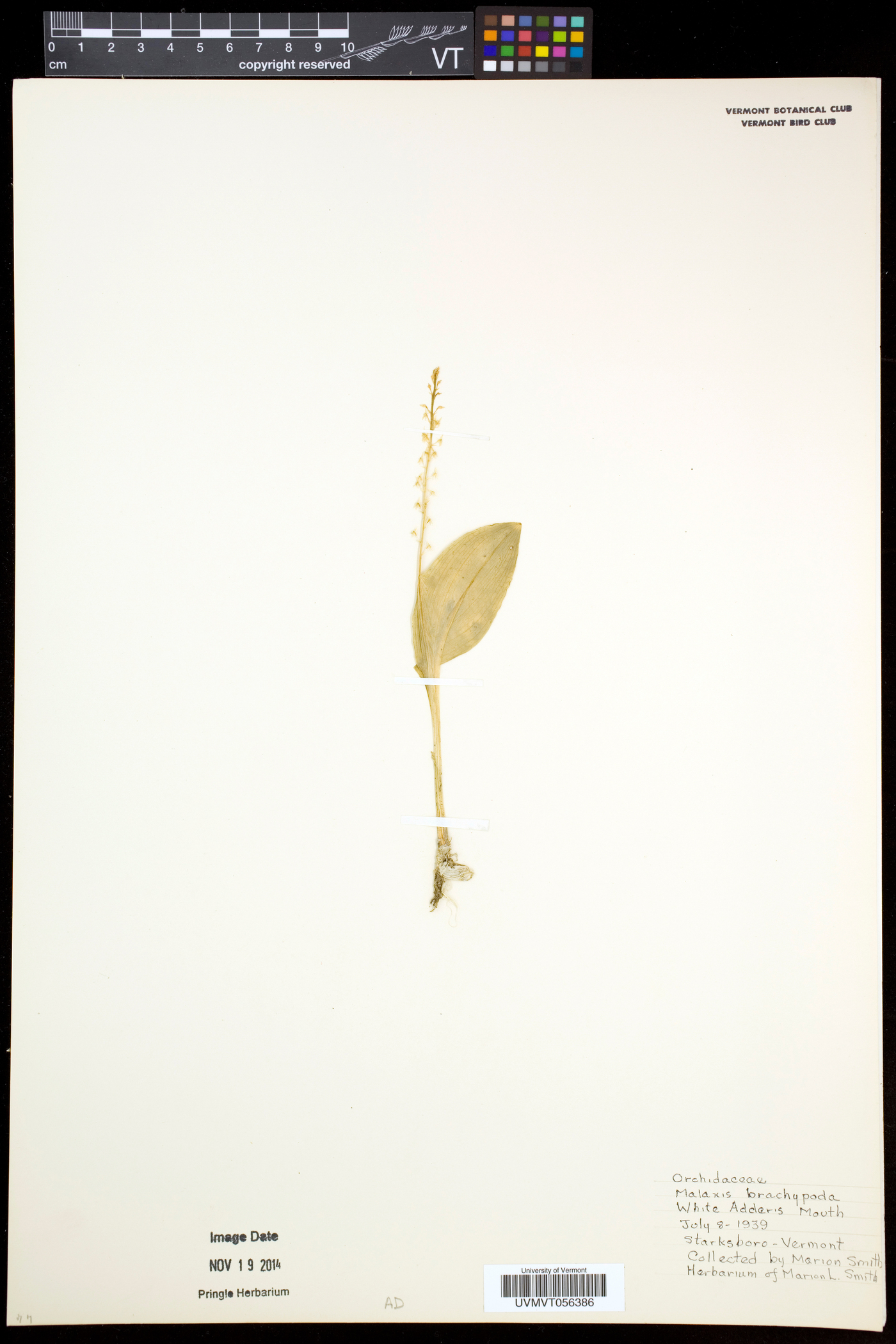 Malaxis monophyllos subsp. brachypoda image