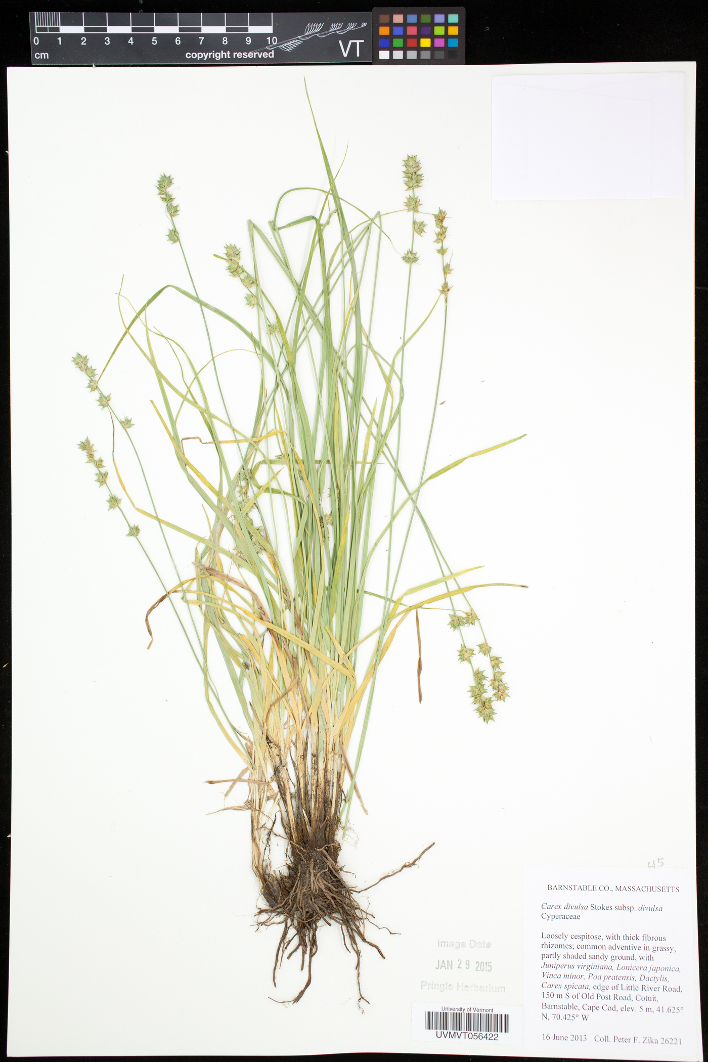 Carex divulsa image