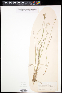 Carex echinata var. echinata image