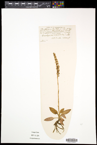 Goodyera tesselata image