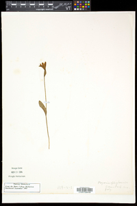 Pogonia ophioglossoides image