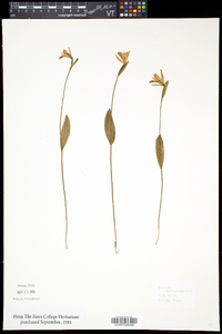 Pogonia ophioglossoides image