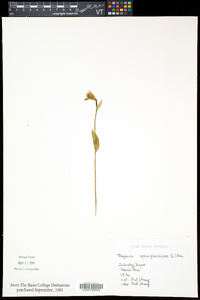 Pogonia ophioglossoides image