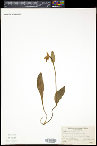 Pogonia ophioglossoides image