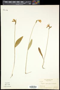 Pogonia ophioglossoides image