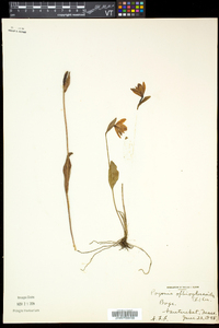 Pogonia ophioglossoides image