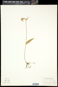 Pogonia ophioglossoides image