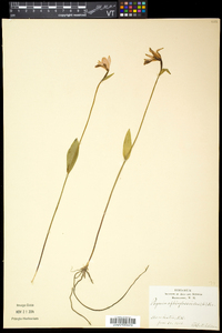 Pogonia ophioglossoides image