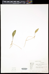 Pogonia ophioglossoides image