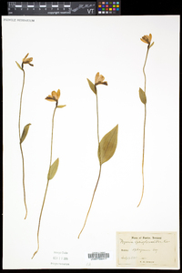 Pogonia ophioglossoides image