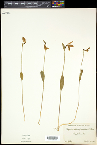 Pogonia ophioglossoides image