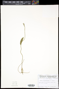 Pogonia ophioglossoides image