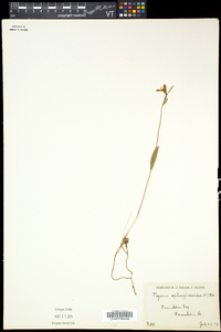 Pogonia ophioglossoides image