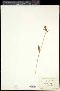 Pogonia ophioglossoides image