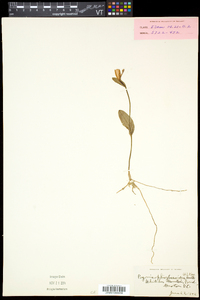 Pogonia ophioglossoides image