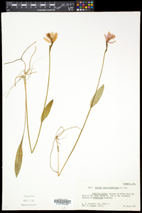 Pogonia ophioglossoides image