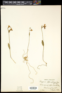 Pogonia ophioglossoides image