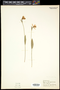 Pogonia ophioglossoides image