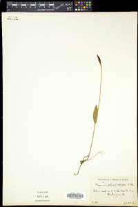 Pogonia ophioglossoides image