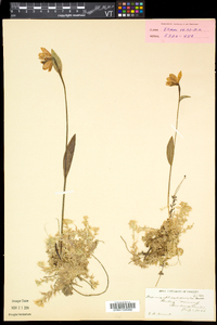 Pogonia ophioglossoides image