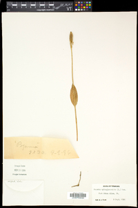 Pogonia ophioglossoides image