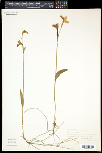 Pogonia ophioglossoides image