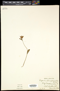 Pogonia ophioglossoides image