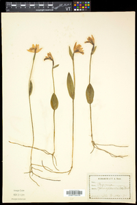 Pogonia ophioglossoides image