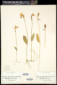 Pogonia ophioglossoides image