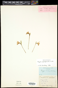 Pogonia ophioglossoides image