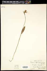 Pogonia ophioglossoides image