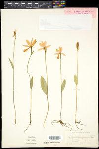 Pogonia ophioglossoides image