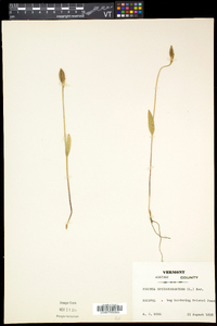 Pogonia ophioglossoides image