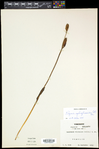 Pogonia ophioglossoides image