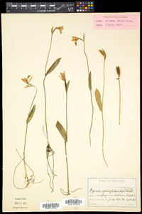 Pogonia ophioglossoides image