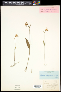 Pogonia ophioglossoides image